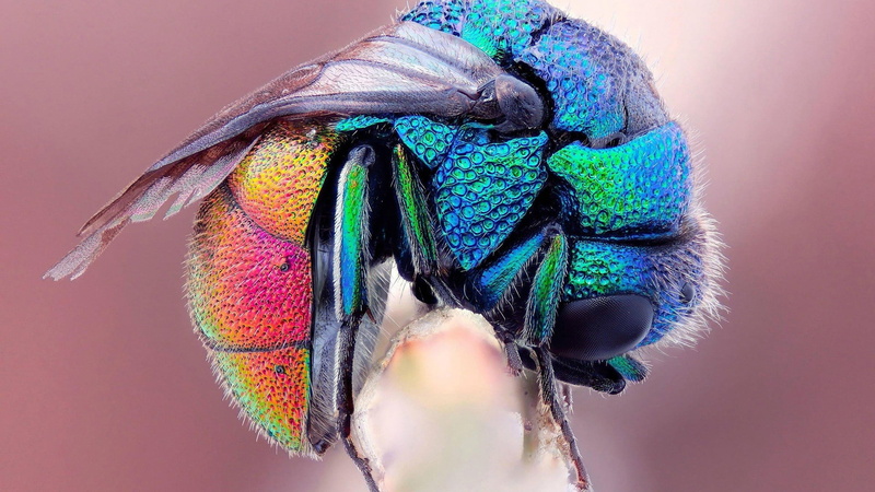 make-up, blue, 1080P, body part, fastener, eye, close-up, adult, fashion, graphic, knot, eyelash, animals, art, headdress, multi colored, motion