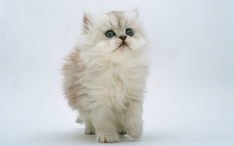 1080P, small, kitten, cute, persian