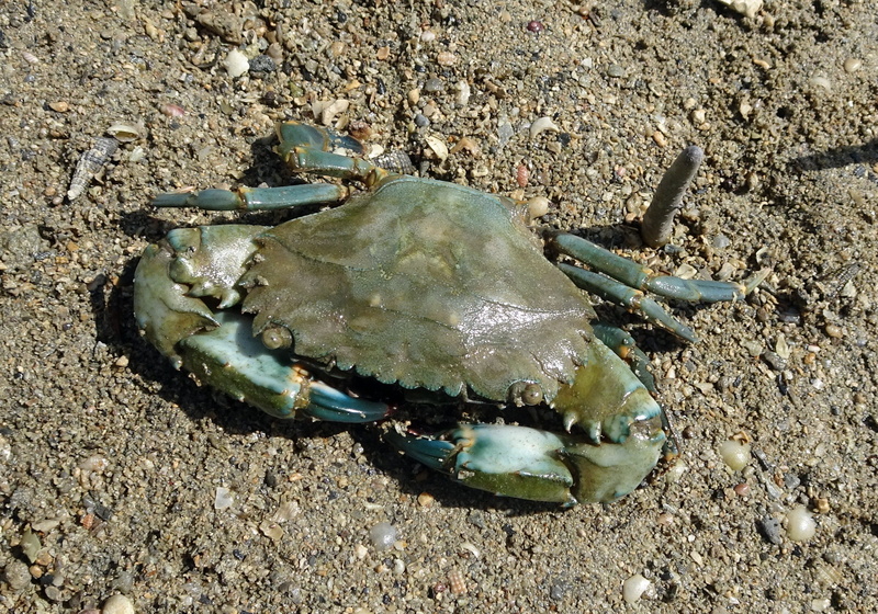 beach, crustacean, kachchh, no people, scylla serrata, narara, aquatic, mud crab, seafood, day, close-up, 2K, marine national park, one animal, mangroves