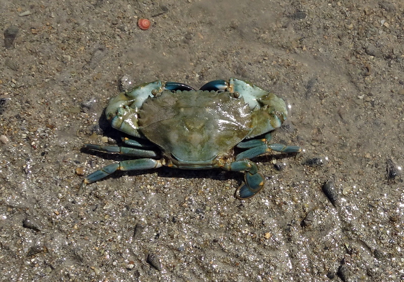 estuarine, gulf, narara, scylla serrata, animal wildlife, kutch, marine national park, kachchh, mangrove, sea, crustacean, land, shellfish, india, nature