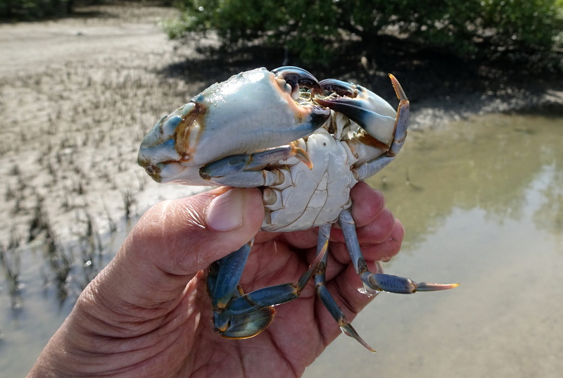 2K, day, claw, one person, crab, estuarine, human hand, catch of fish, narara, one animal, outdoors, finger, hand, human body part, water, arabian sea