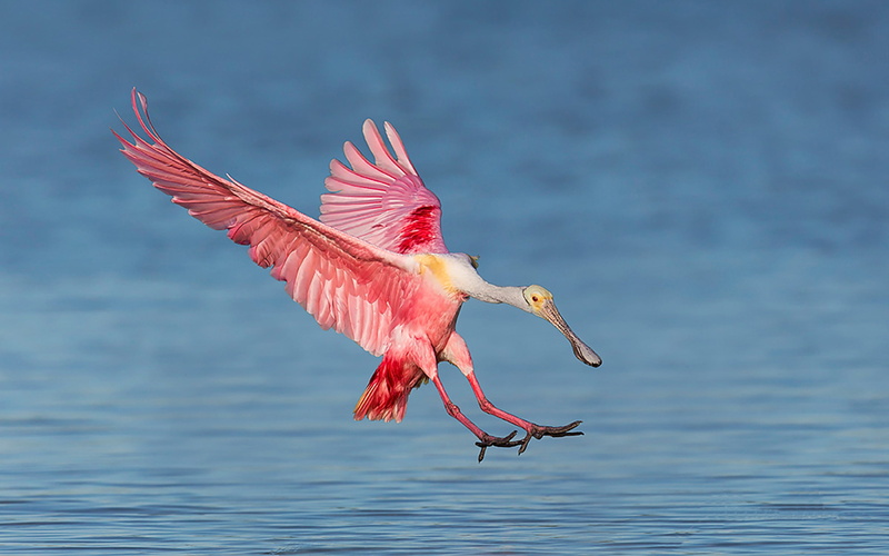 landing, roseate, backgrounds, ajaja, water, windows, desktop, lake, 2K, spoonbill