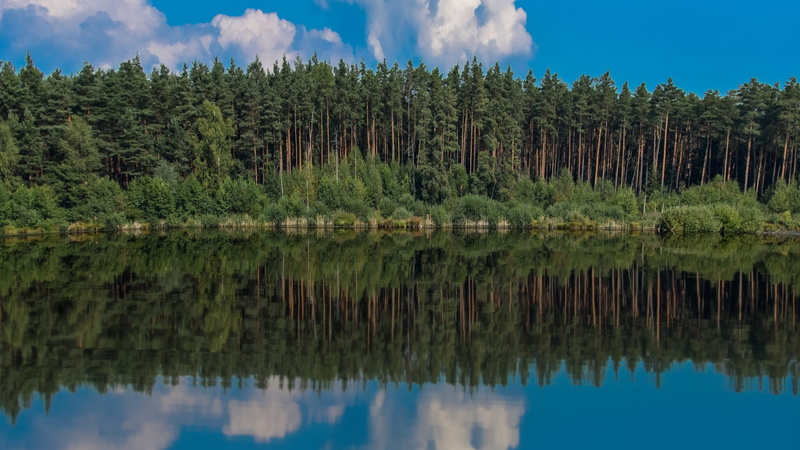 day, background, beauty in nature, Lake, cloud - sky, desktop background, Forest, tranquil scene, idyll, growth, reflections, tree, waterfront, reflection