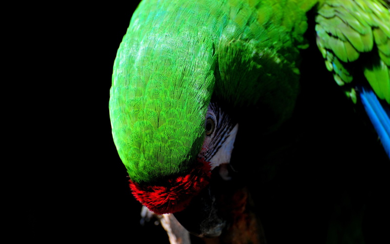 birds, bird, majesty, animals, parrot, 2K, animal