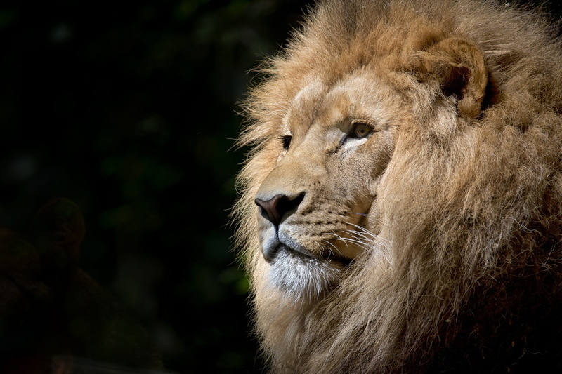 africa, low, 4K, vertebrate, feline, no people, animal wildlife, focus on foreground, african, male animal, head, animal, close-up, s, cat, one animal
