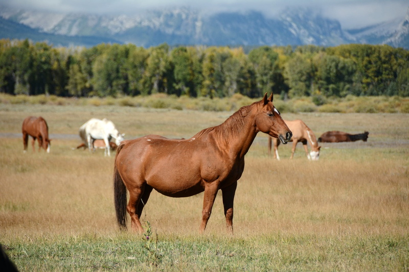 tree, grand teton national park, no people, pets, animal themes, environment, majesty, horse, livestock, daytime, wyoming, land, scenery, colorful, mammal