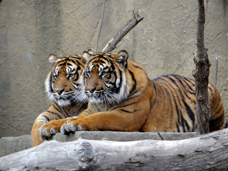relaxation, majesty, zoo, surface, predator, feral cat, day, sumatran tiger, mammals, animal, animals in the wild, wild, animal wildlife, tigers, feline