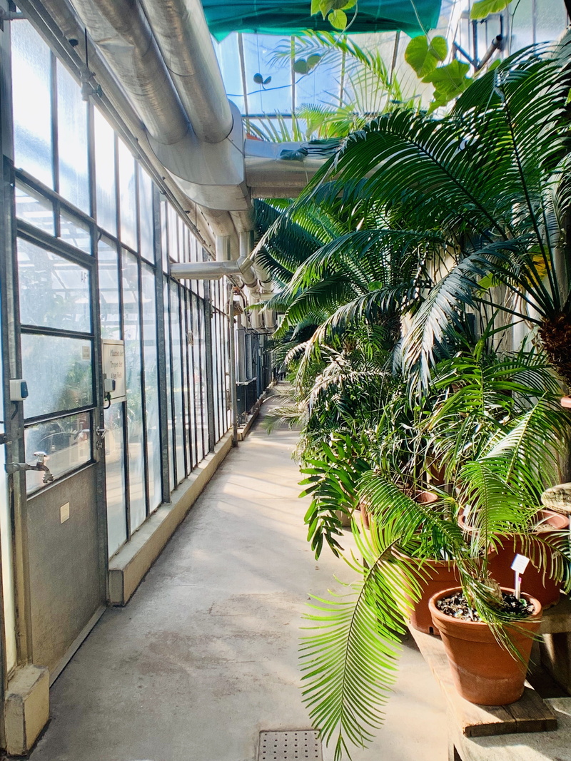 palm tree, plant, tree, outdoors, architecture, no people, majesty, green, pot, palm, glass - material, building, potted plant, day, nature, green color