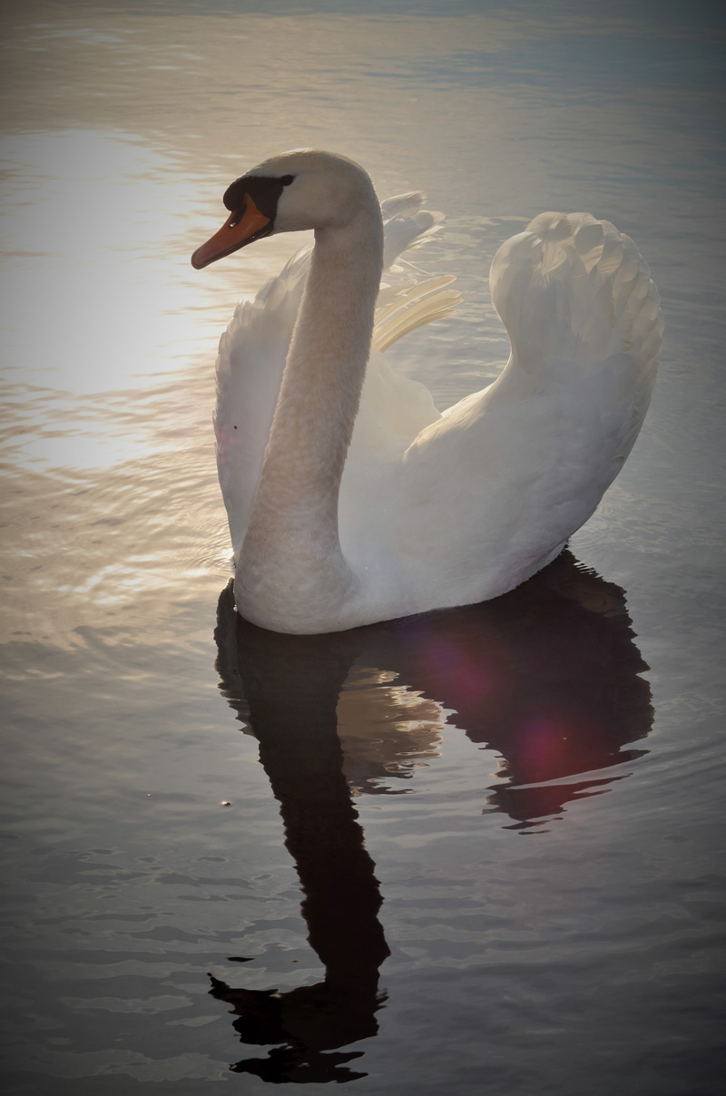 pond, water, bird, peaceful, 4K, day, animal, animals in the wild, animal wildlife, swan, majesty, reflection, body, zoology, animal neck, one animal