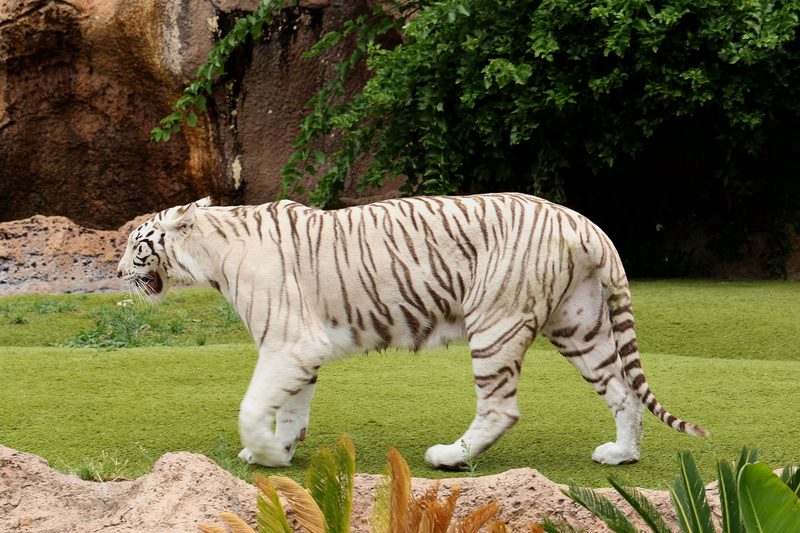 fur, zoo, white tiger, cat, wild, mustache, plant, animal, herbivorous, animal wildlife, strips, land, big cat, majesty, predator, tree, animals in captivity