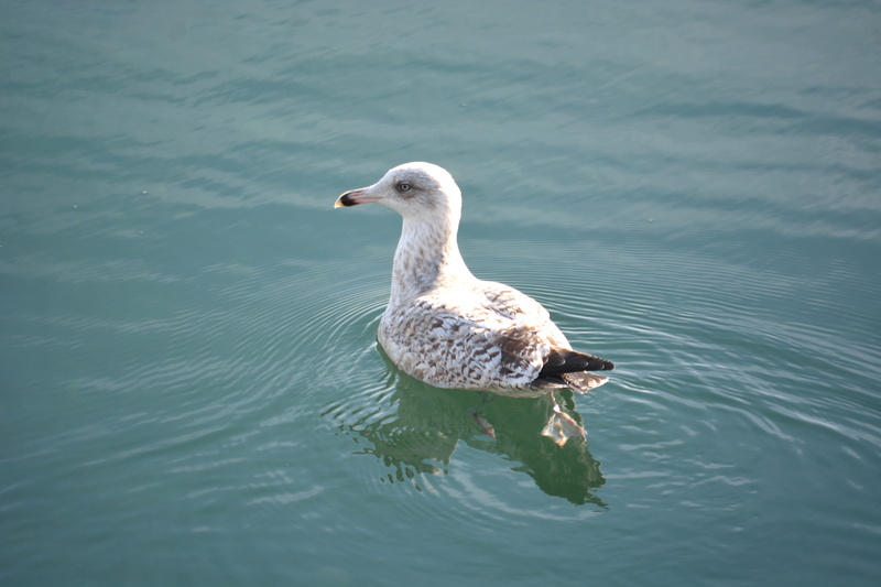 based, animal, one animal, 5K, rippled, seagull, Majesty, feathers, waterfront, outdoors, Water, peaceful, lake, water bird, wild, Reflections, pond, animals in the wild