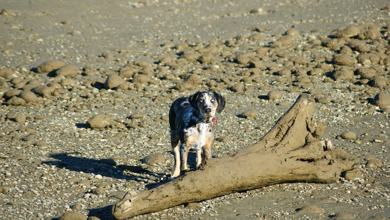 canine, southland, vertebrate, sunlight, solid, black color, land, one animal, outdoors, beach, new zealand, domestic animals, dog, day, domestic, 2K