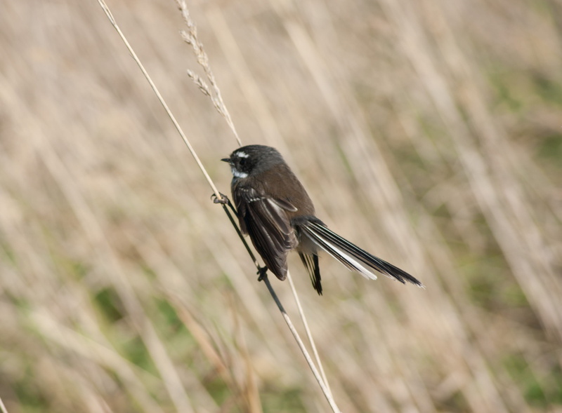 no people, songbird, southland, perching, bird, focus on foreground, close-up, plant, nature, animal, animals in the wild, one animal, new zealand, animal themes