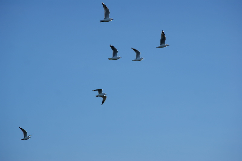 mid-air, copy space, flying, 4K, animal wildlife, group of animals, spread wings, flock of birds, animal, motion, vertebrate, bird, nature, seagull, clear sky