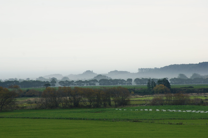 scenics - nature, tree, non-urban scene, tranquility, southland, sky, no people, nature, field, landscape, beauty in nature, plant, green color, copy space