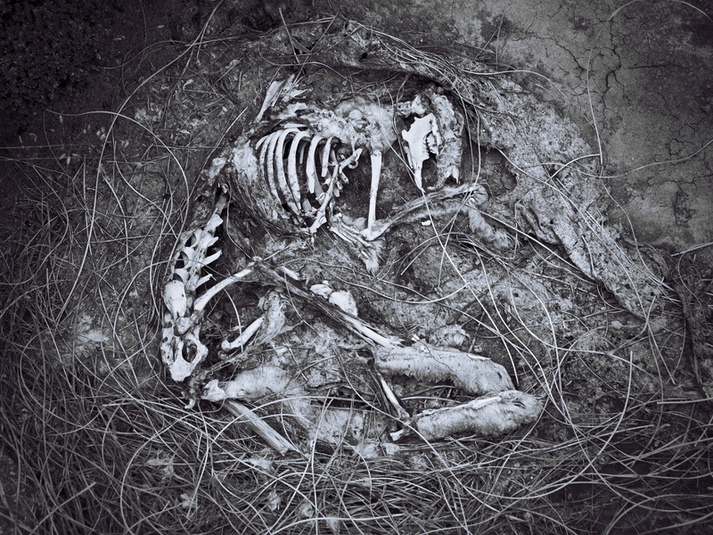 new zealand, abandoned, animal skeleton, nature, black and white, root, gone, forest, field, circle, outdoors, peaceful, bone, tussock, damaged, takitimu mountain