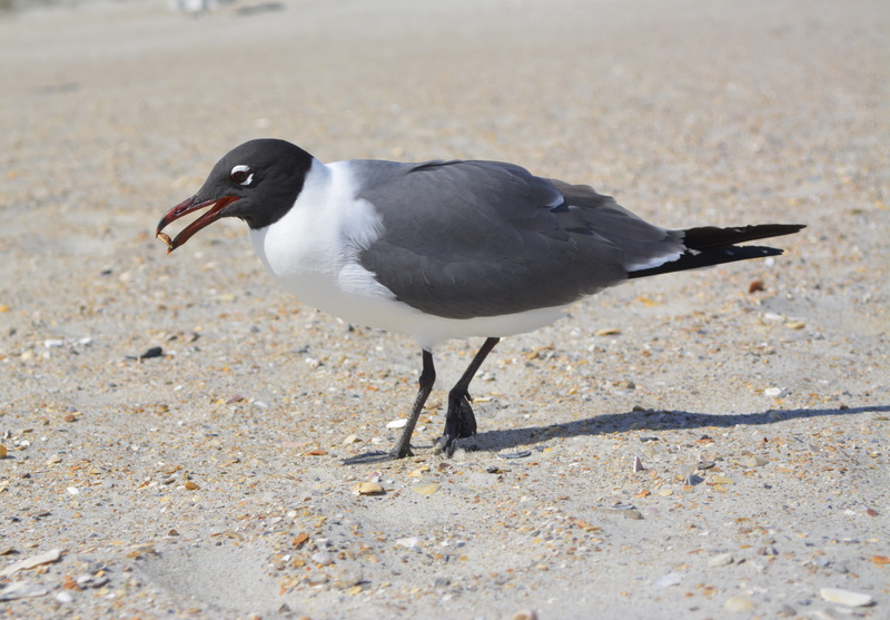 side view, laughing gull, seagull, land, sunlight, beach, close-up, vertebrate, outdoors, gull, focus on foreground, animal, bird-photography, animal wildlife