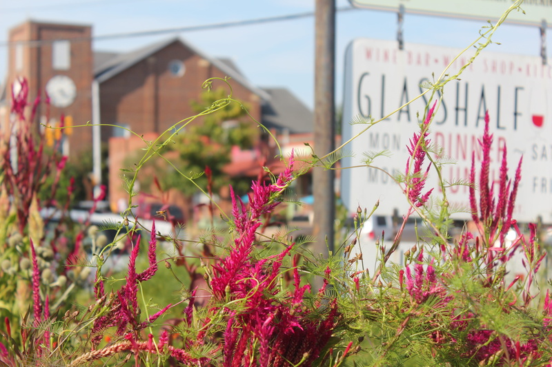 carrboro, freshness, beauty in nature, vines, selective focus, nc, focus on foreground, chapel hill, text, day, flowering plant, green color, flower, building