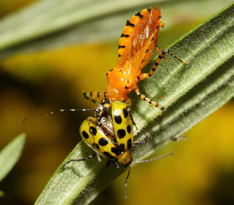 photography, yellow, red, barberi, small, NC, green Color, Cucumber, plant, Harpactorinae, insect, Colorado beetle, nature, Slurpee, Reduviidae, spotted