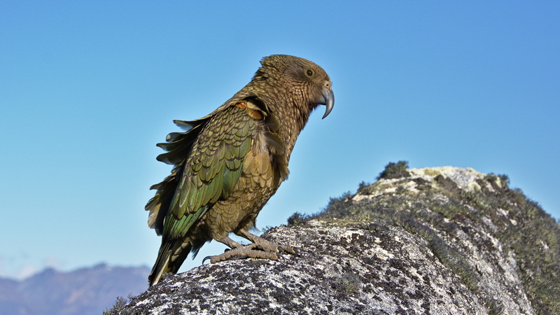 new zealand, nature, granite, no people, mountain, lake manapouri, low angle view, sand, bird, 4K, rock - object, bird of prey, boulders, mountain peak