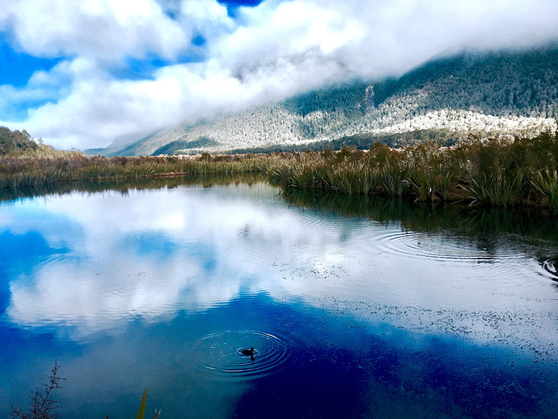 idyllic, tranquil scene, mountain, new zealand, bush, water, flora, tranquility, outdoors, beauty in nature, day, blossom, 4K, sky, scenics - nature, pond