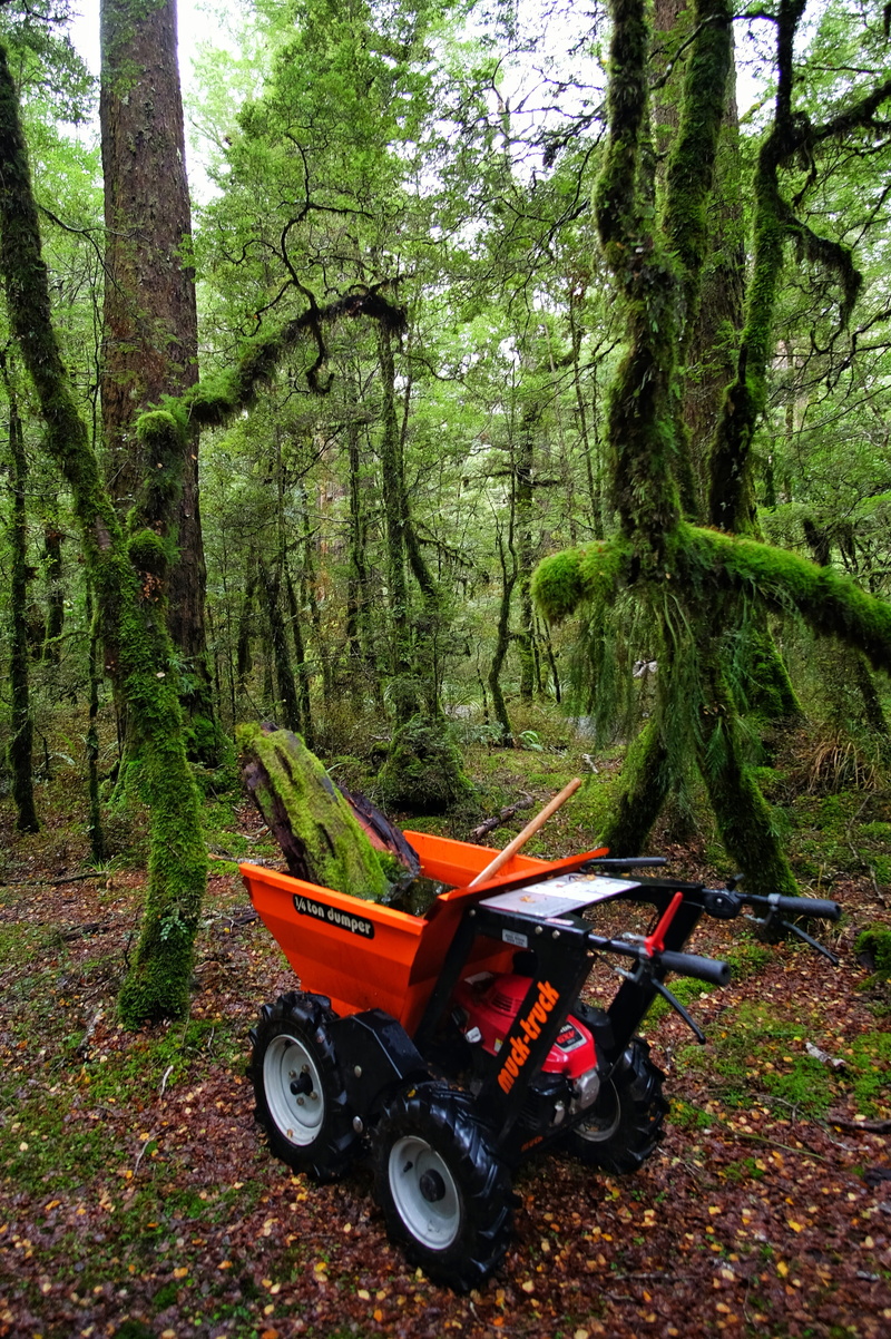 no people, tree, fujifilm x-t10, forest, transportation, beauty in nature, fiordland national park, mode of transportation, samyang 12mm f/2.0, woodland