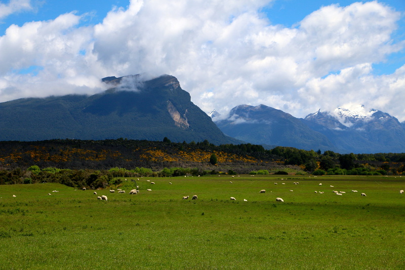 mountain, fiordland national park, mountain peak, herbivorous, animal wildlife, field, 5K, sheep, grass, mountain range, domestic animals, land, beauty in nature