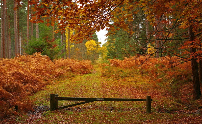 nice, carpet, background, barrier, reserved, photoshop, leaves, beauty, grove, widescr, 1080P, gate, gold, picture