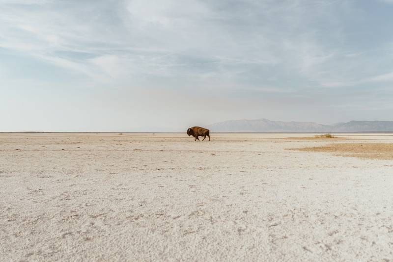 arid climate, scenery, land, domestic, ocean, road, outdoors, leisure activities, salt flat, salt lake city, non-urban scene, water, 8K, vertebrate, natural