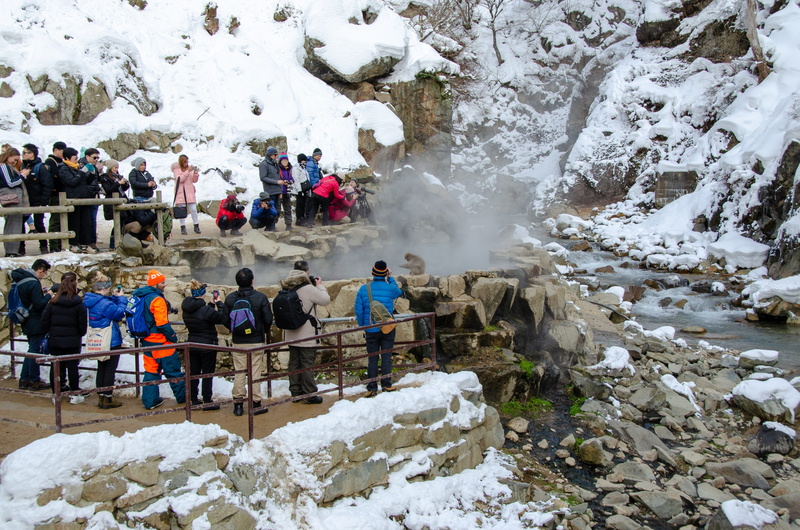 holiday, wildlife, onsen, jigokudani snow monkey park, real people, winter, day, adult, cold temperature, touristy, snow, tourists, crowd, attraction, large group of people
