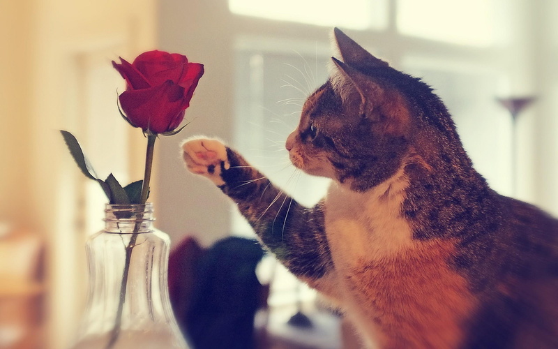 animals, rose, cute, cat, lovely, joanne, red rose, flower, beautiful, kitty, 2K, petals, brown, kitten, white, gift