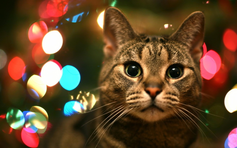 animals, beautiful, cats, lovely, kitten, paws, cat, cat face, color, sleeping, kitty, 2K, face, cute