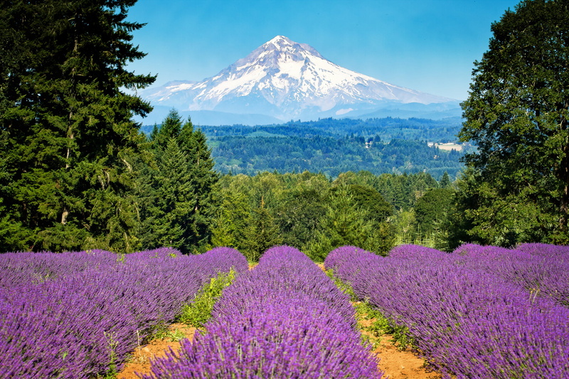 sky, nature, tranquil scene, land, flowering plant, tranquility, purple, Mount Hood, scenics - nature, summer, field, day, snowcapped mountain, flower Head