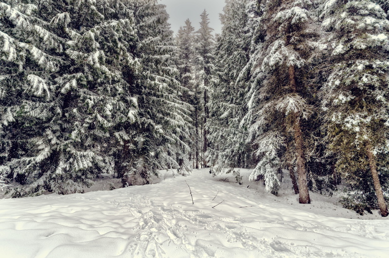 covering, fir, direction, nature, united states, tranquility, plant, cold, abies, coniferous tree, sky, diminishing perspective, covered, pine tree, day