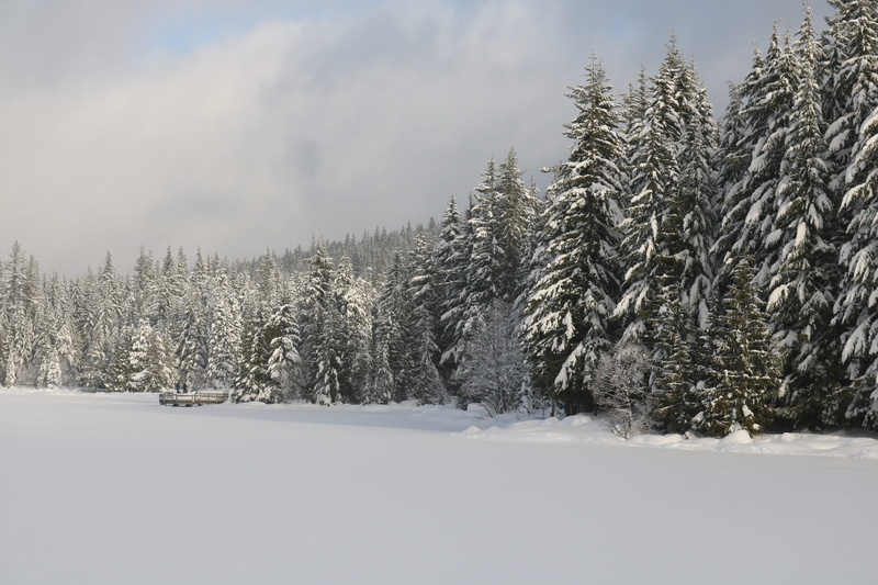 non-urban scene, day, nature, winter, Trillium Lake, 5K, tree, land, pine tree, Frozen Lake, tranquil scene, scenics - nature, pine woodland, cold temperature