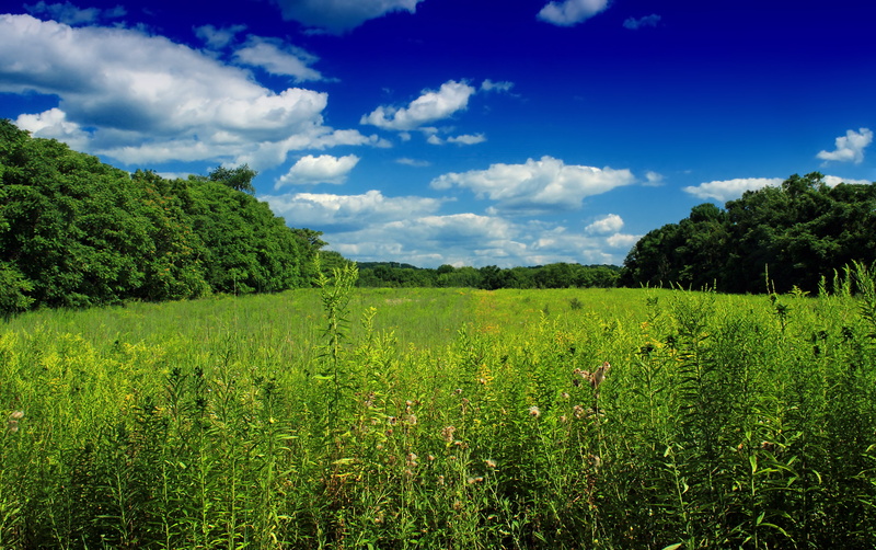 Warren County, plants, flowers, green grass, daytime, vegetation, Revisit, creative commons, sky, plant, Wildlife Management Area, 5K, New Jersey, trees
