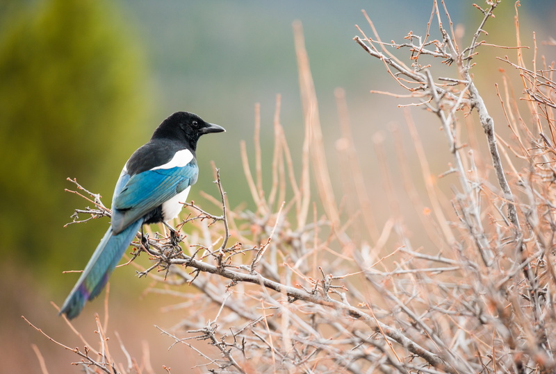 bird, tree, eurasian, blue, twig, photography, black, focus on foreground, selective, 5K, wildlife, vertebrate, beauty in nature, perching, one animal