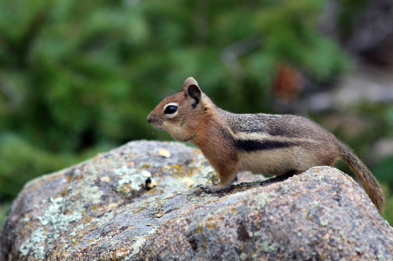 nature, 5K, outdoors, stone, estes, brown, forest, rodent, Estes Park  Colorado, animal, Aerial Tramway, brown stone, wildlife, colorado, squirrel, Chipmunk