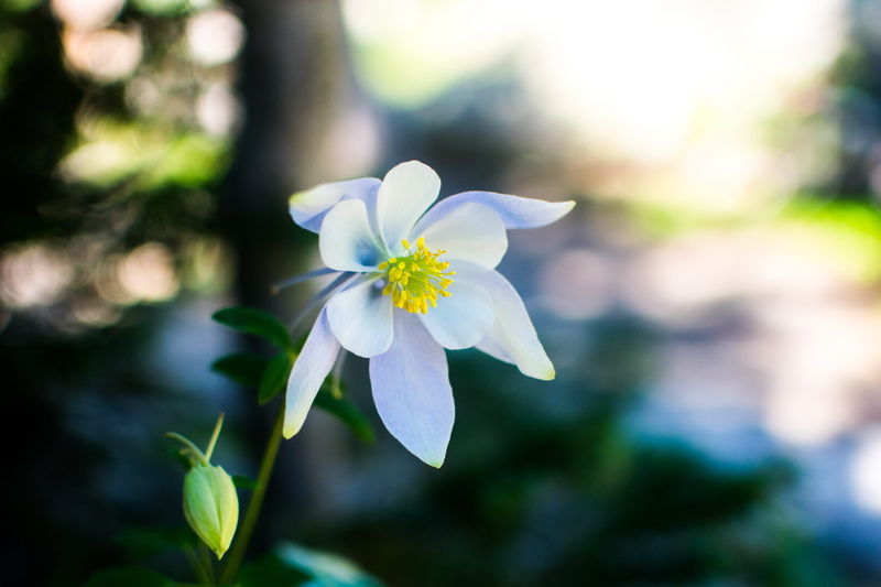 inflorescence, outdoors, colorado, pollen, bokeh, flowering plant, focus on foreground, united states, bear lake trailhead, beauty in nature, white, columbine