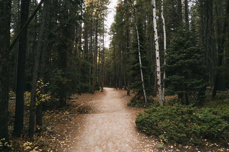 woodland, beauty in nature, green color, long, united states, nature, the way forward, aspen, aspen trees, footpath, outdoors, backroad, day, ash trees