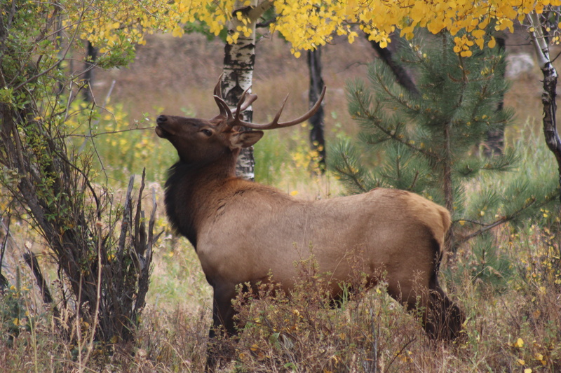 herbivorous, estes, vertebrate, day, trees, animal themes, land, animal wildlife, animals in the wild, elk, mammal, rocky mountain national park, moose
