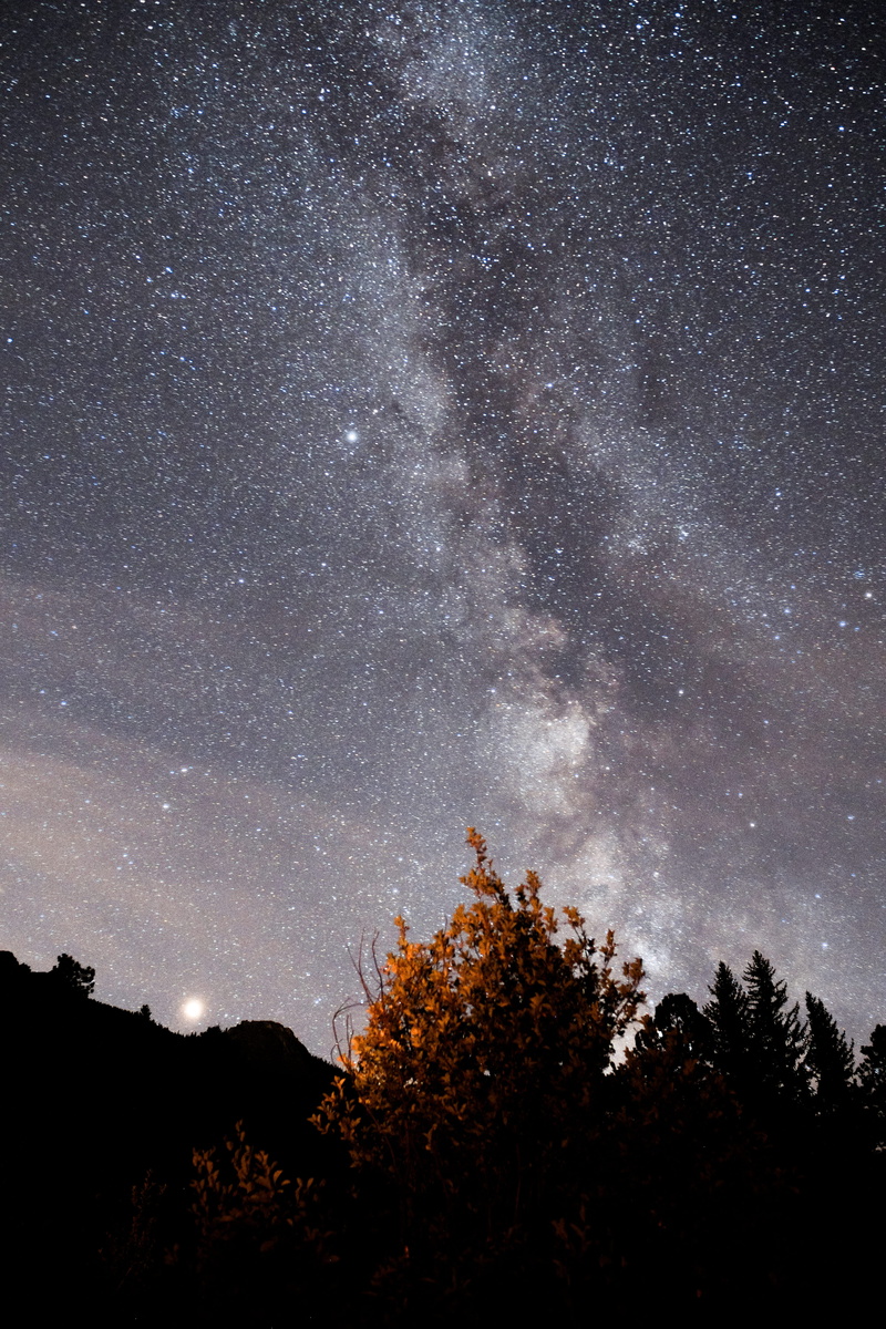 star, night, silhouette, universe, tranquility, long exposure, astrophotography, tranquil scene, woodland, galaxy, outer space, nebula, star field, leafed