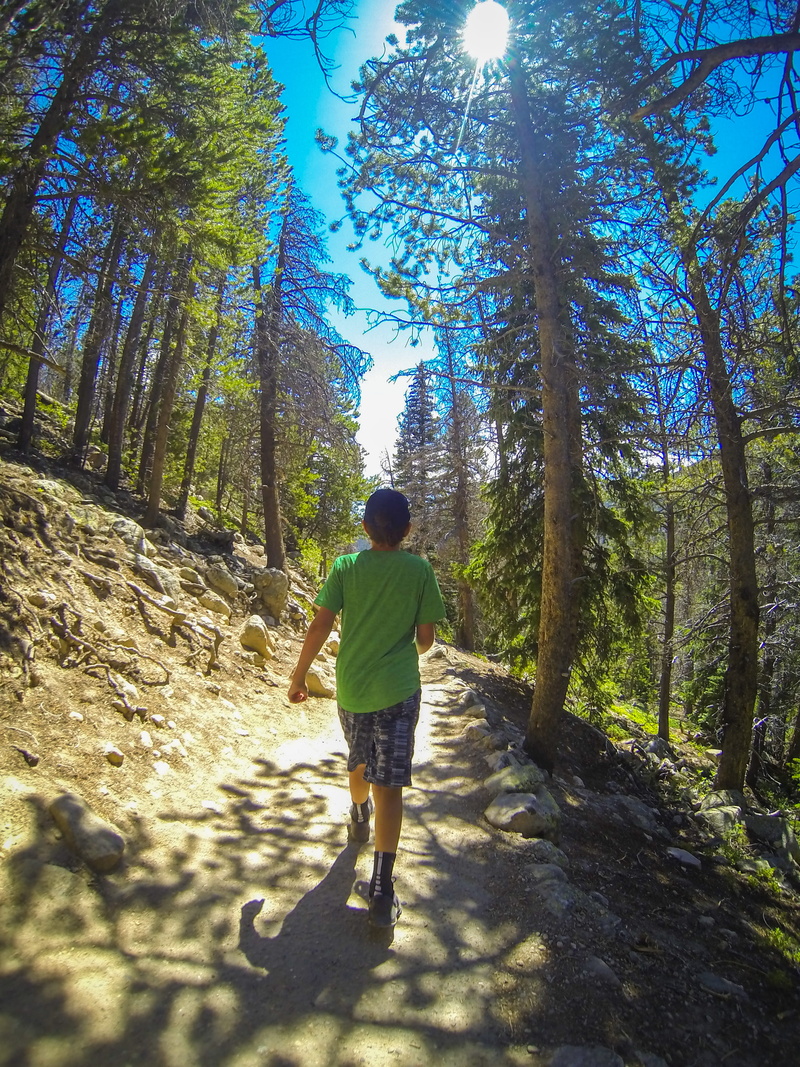 the way forward, 4K, real people, shadow, united states, trees, land, gopro, colorado, angle, hike, casual clothing, forest, day, walking, sunlight, estes park