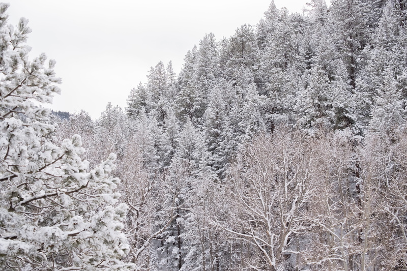 trees, plant, sky, estes park, white color, land, beauty in nature, flower, freshness, forest, day, growth, tree, snowing, snowy, tranquil scene, 5K, tranquility