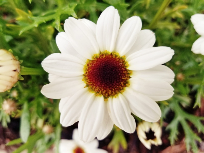 flowering plant, beauty in nature, nature, petal, freshness, inflorescence, growth, plant, white color, fragility, outdoors, 4K, daisy, united states