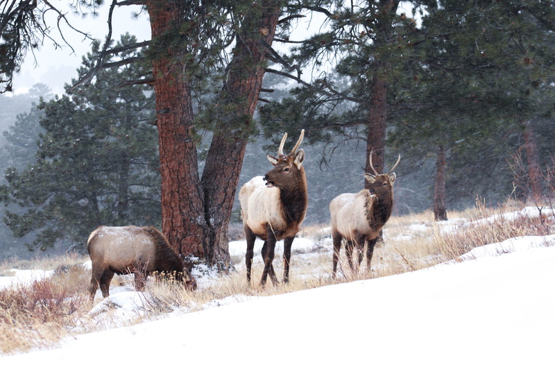 deer, animals, deers, mountainanimals, mountain, no people, nature, plant, mcgregor mountain lodge, vertebrate, animal, mountaindeers, herbivorous, outdoors