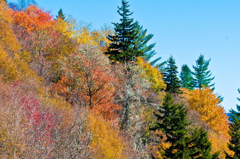 autumn, forest, autumn collection, change, scenics - nature, land, ridge, plant, growth, orange color, landscapes, mountain top, leaf, nature landscape