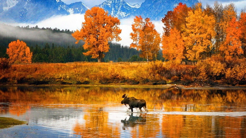water, no people, day, mammal, national park, 1080P, elk, mountain, wyoming, snake river, animal wildlife, grand teton national park, tree, river, change