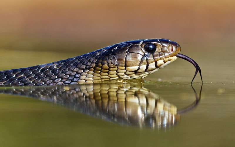 animal scale, animal wildlife, snake, close-up, day, eyes, animal mouth, animal themes, poisonous, serpent, 1080P, lakes, animal, reptile, pov, animal eye