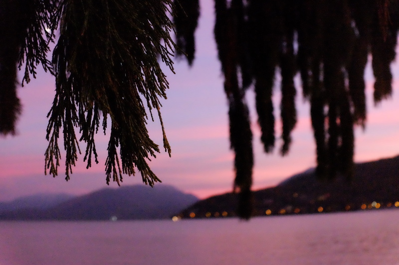 sunset, portait, mindful, land, lake, feel, no people, sky, outdoors, spirit, growth, plants, beauty in nature, environment, tree trunk, blur, focus on foreground